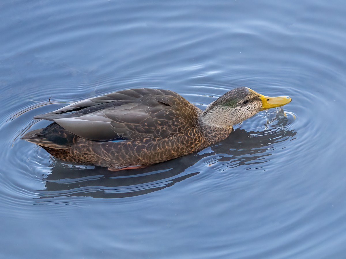 Hybride Canard colvert x C. noir - ML642892671