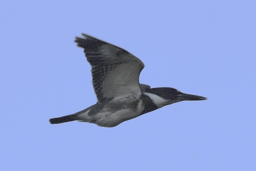 Martin-pêcheur d'Amérique - ML642892698