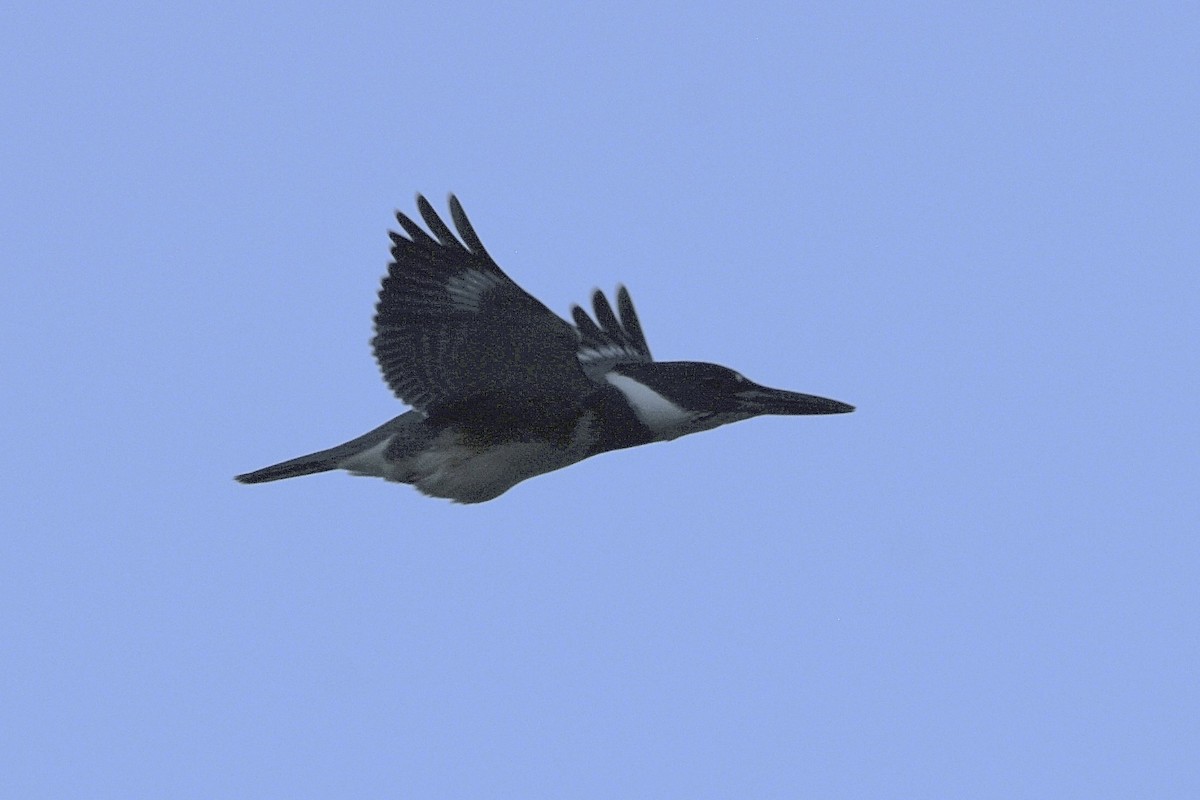 Martin-pêcheur d'Amérique - ML642892701