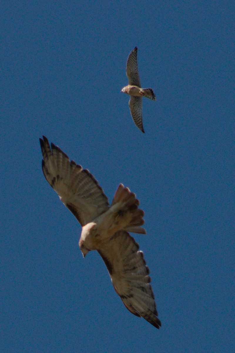 American Kestrel - ML642892705