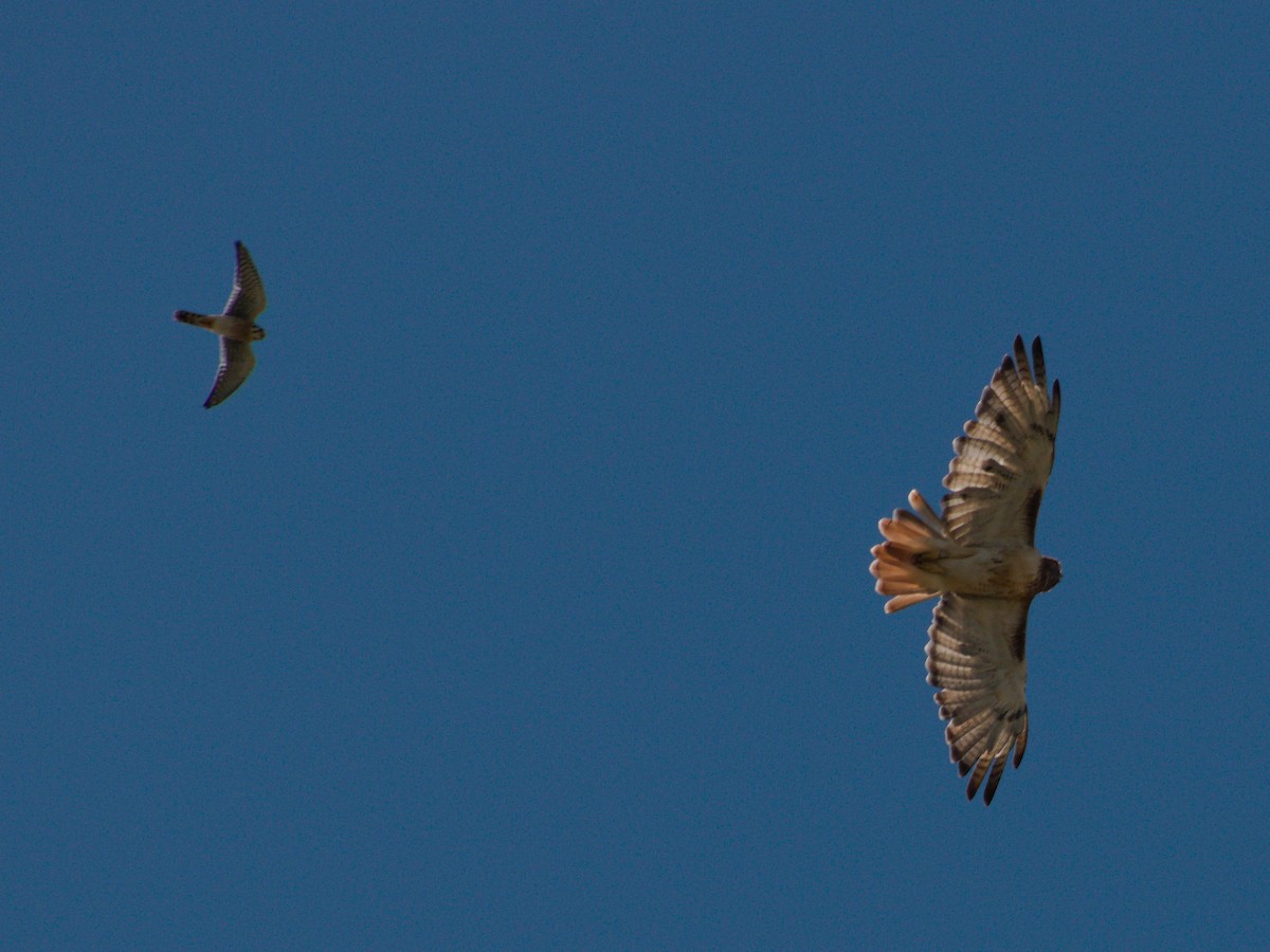 American Kestrel - ML642892707