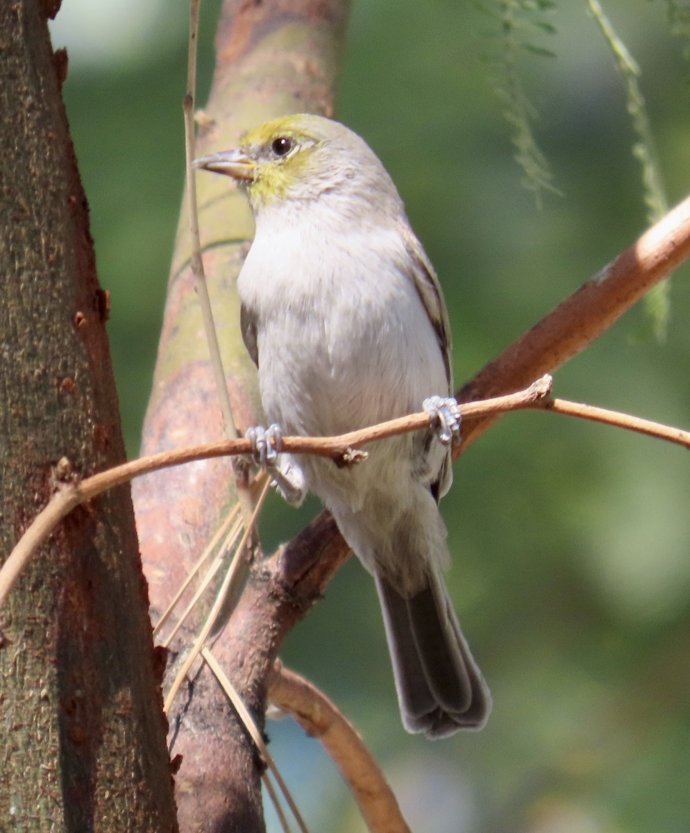 Verdin - ML642892711