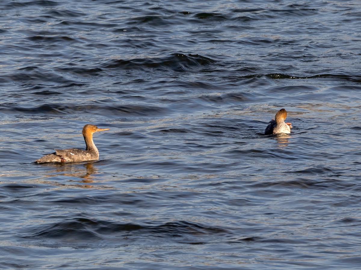 Red-breasted Merganser - ML642892716