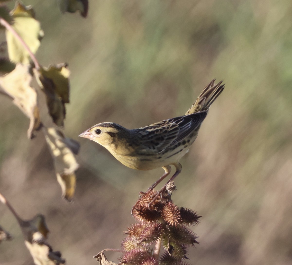 Bobolink - ML642892722