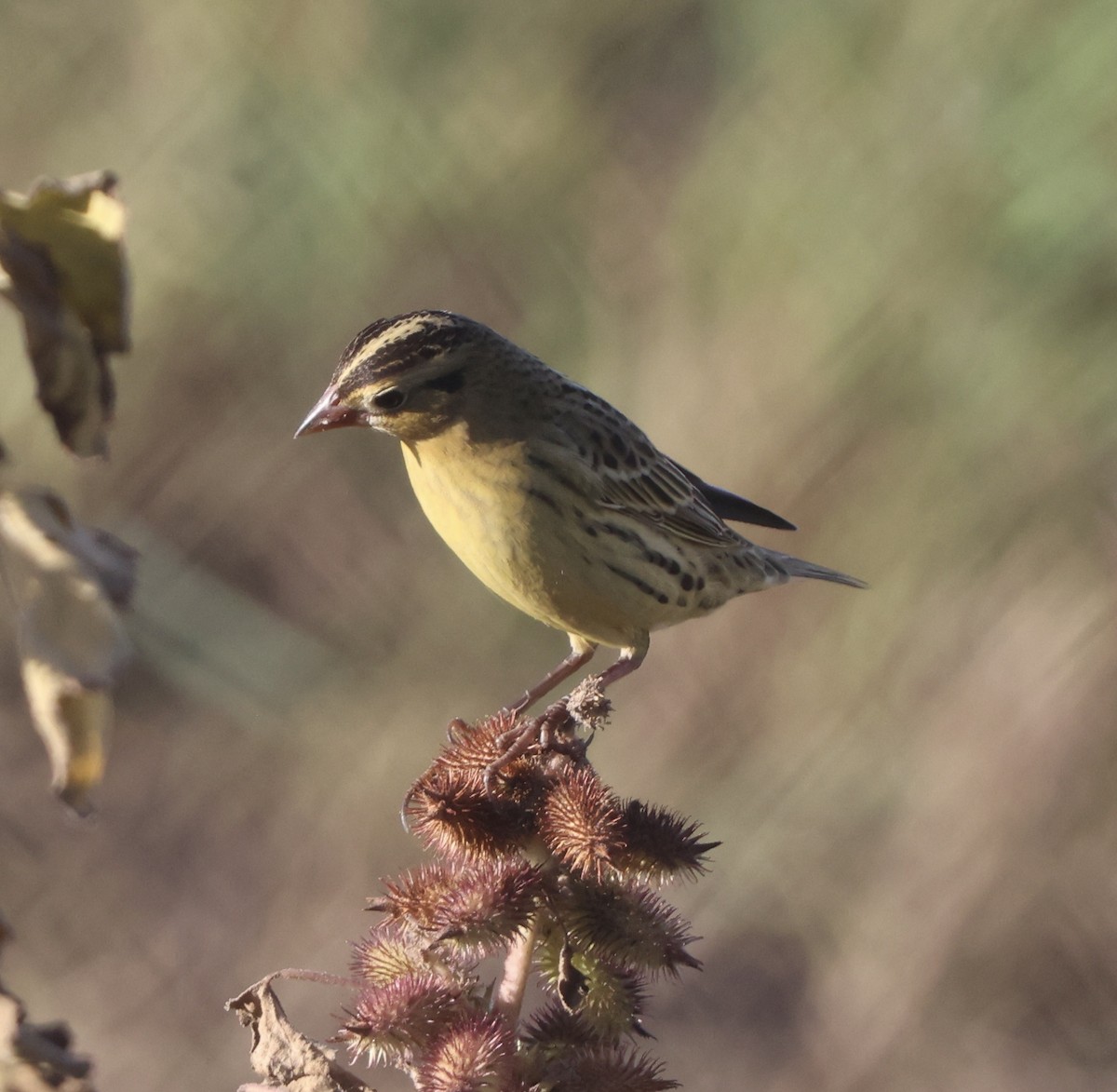 Bobolink - ML642892724