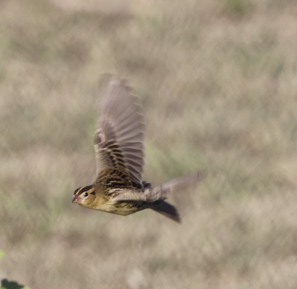 Bobolink - ML642892725