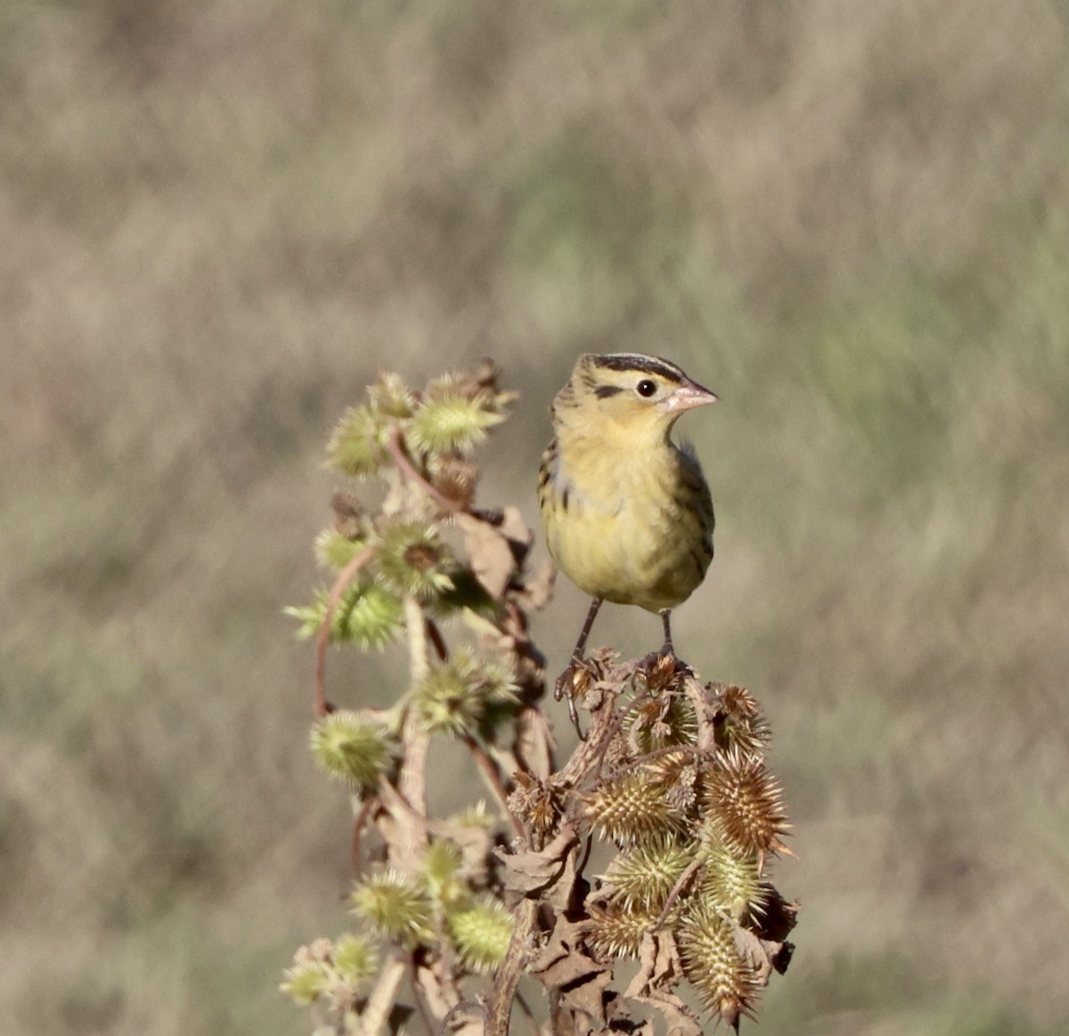 Bobolink - ML642892726