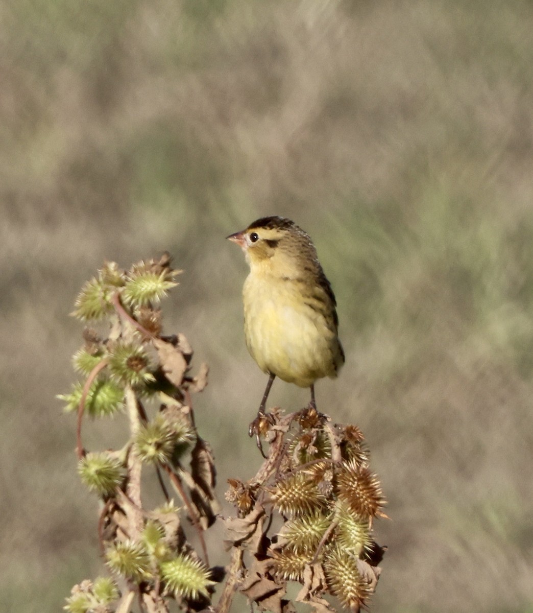 Bobolink - ML642892729