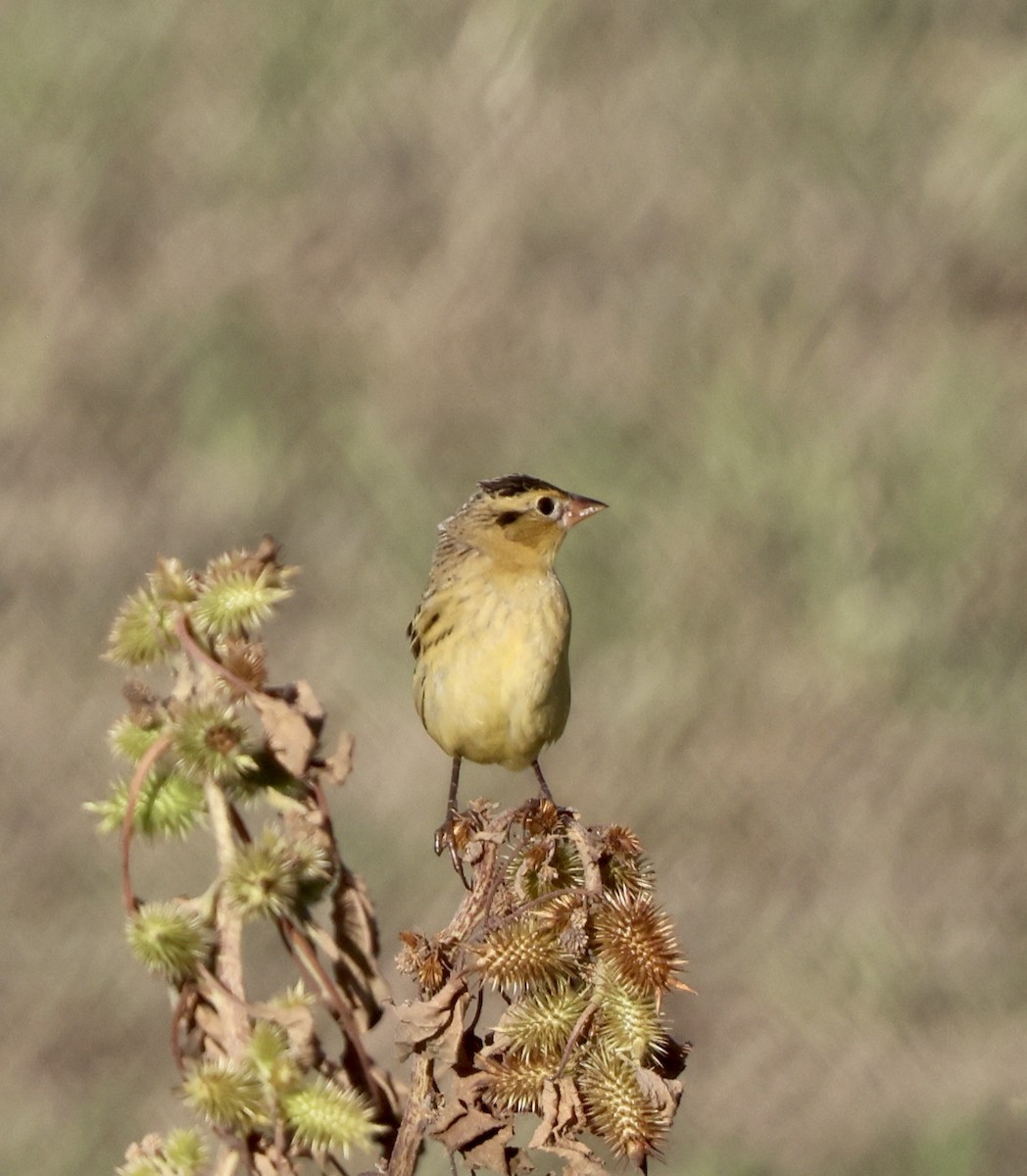 Bobolink - ML642892733