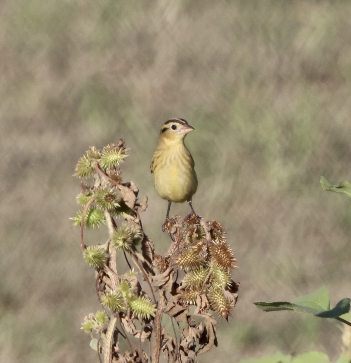 Bobolink - ML642892734