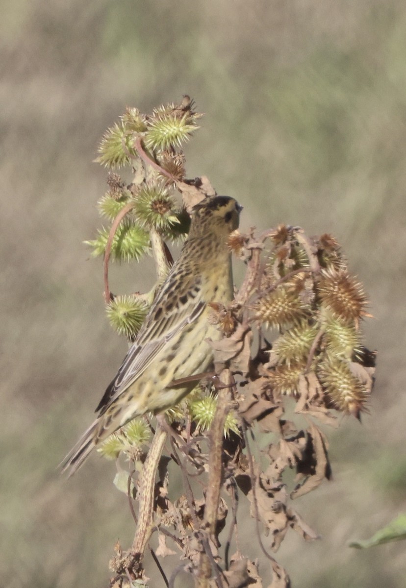 Bobolink - ML642892735