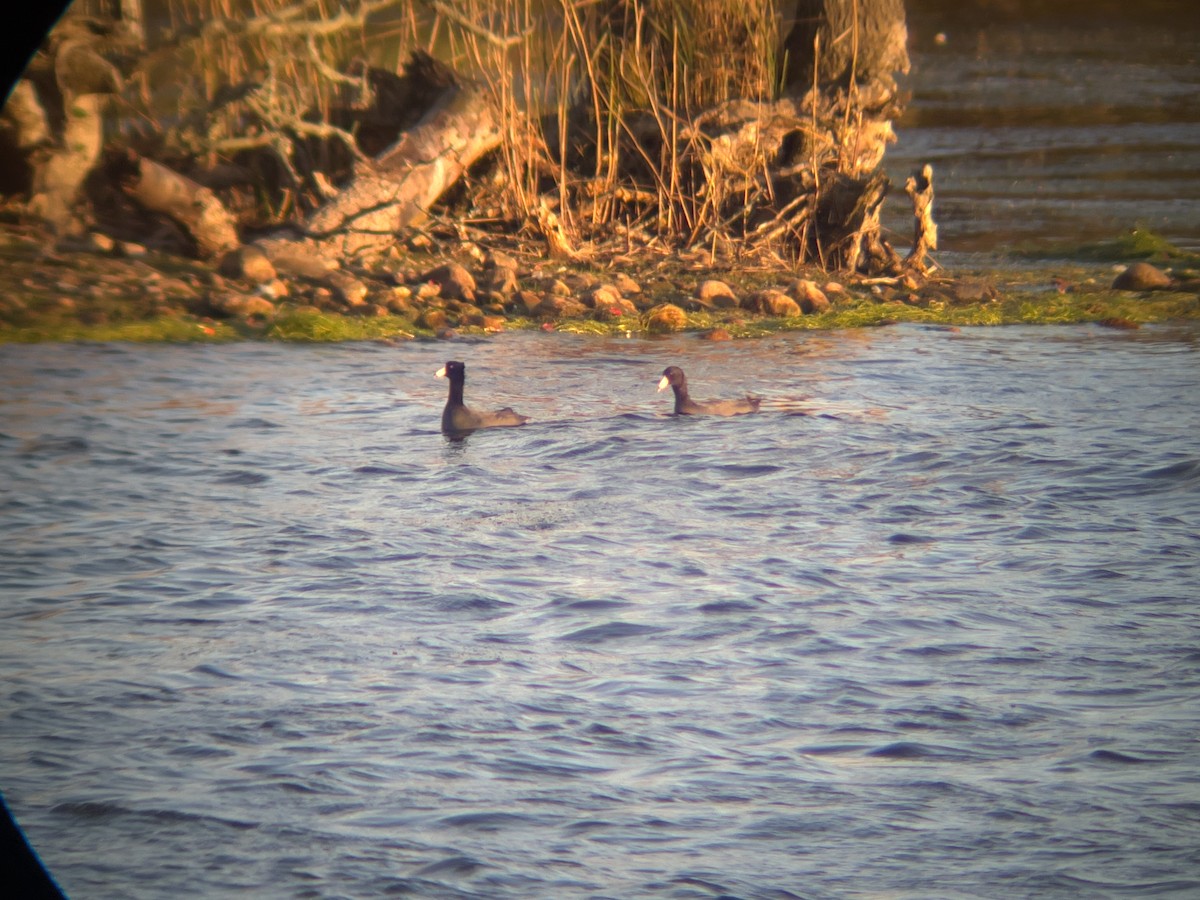 American Coot - ML642892738