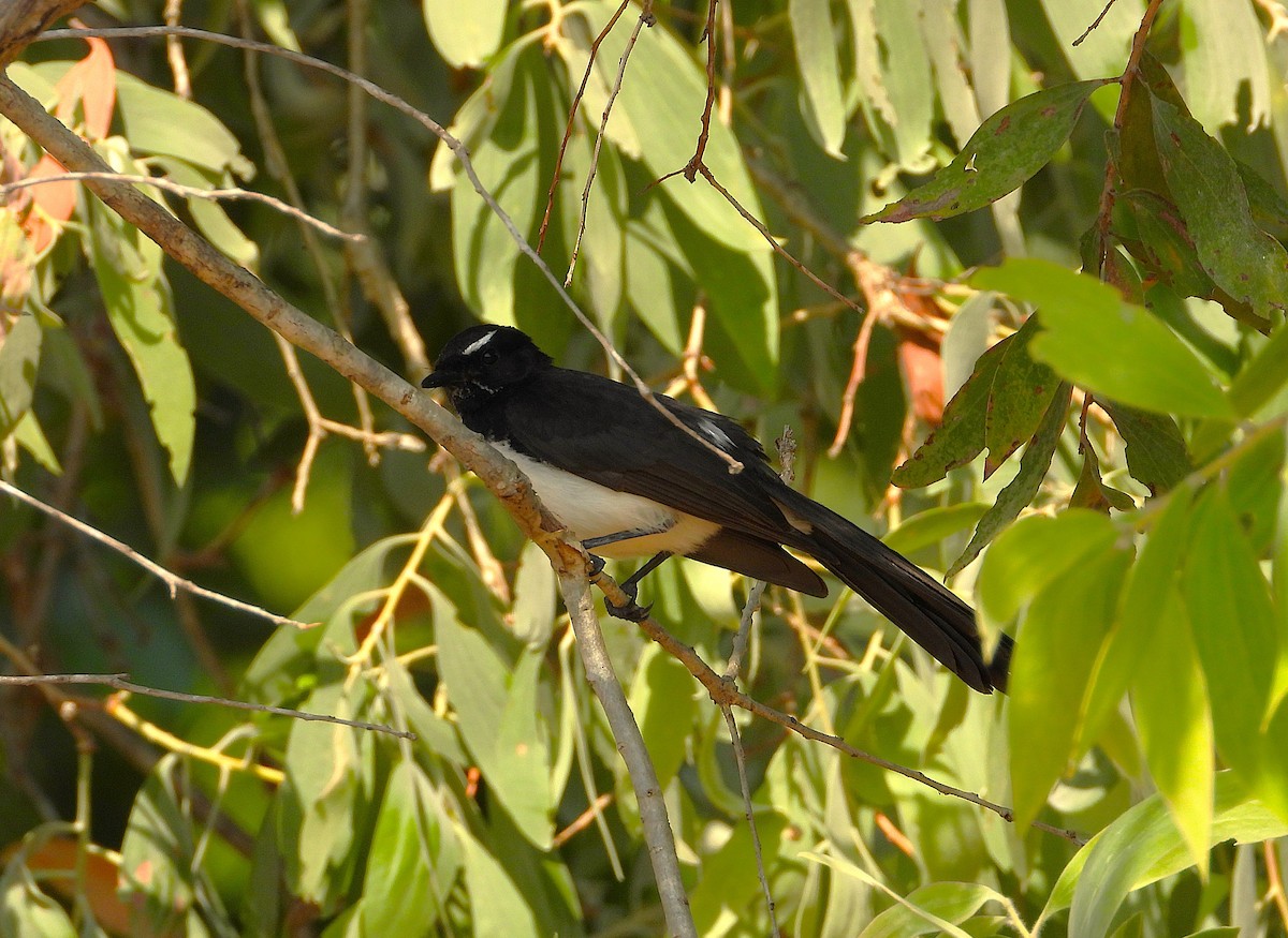 Willie-wagtail - ML642892743