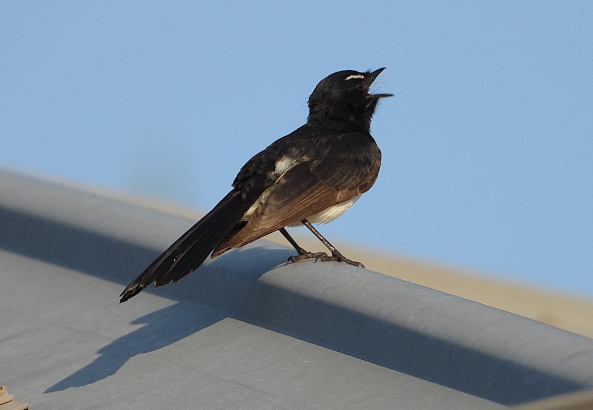 Willie-wagtail - ML642892748