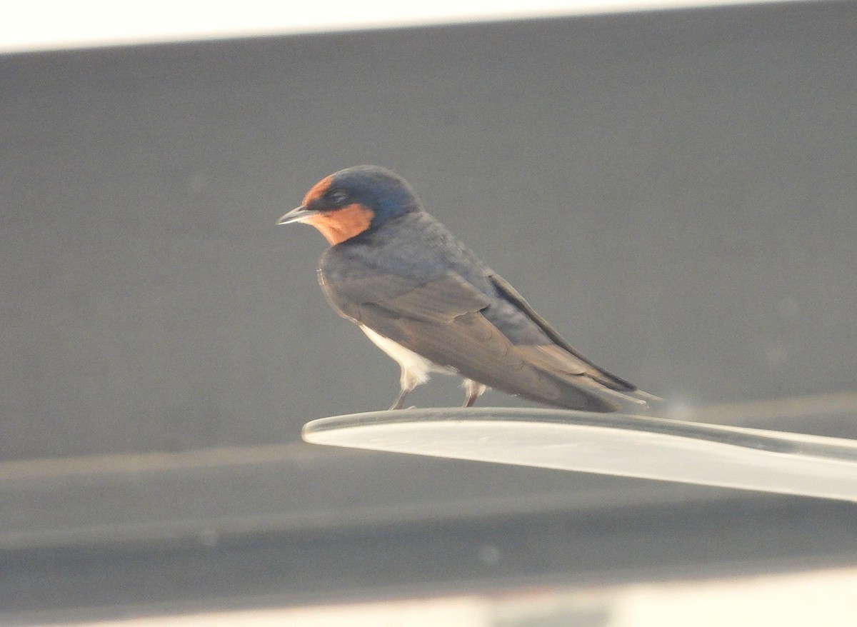 Welcome Swallow - ML642892757