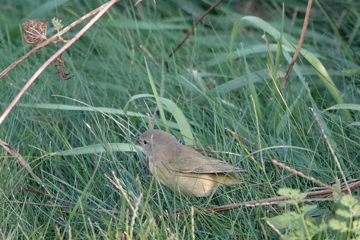 Orange-crowned Warbler - ML642892758