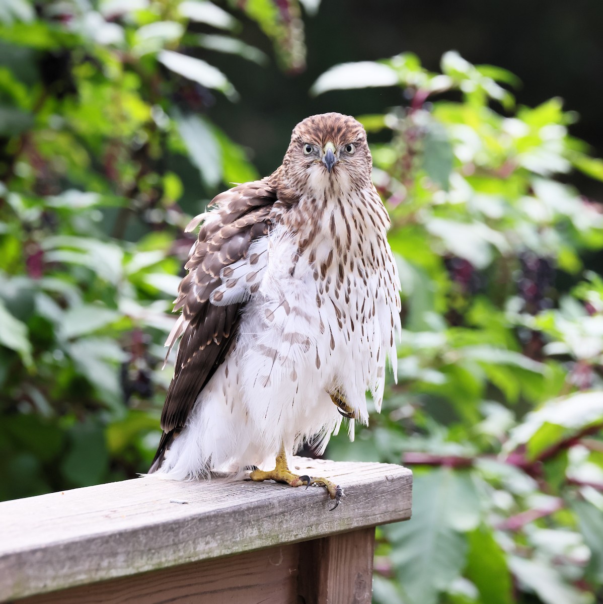 Cooper's Hawk - ML642892762