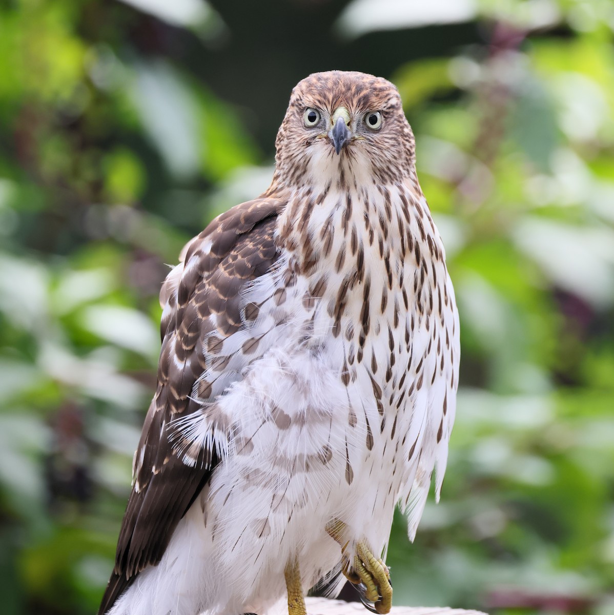 Cooper's Hawk - ML642892763
