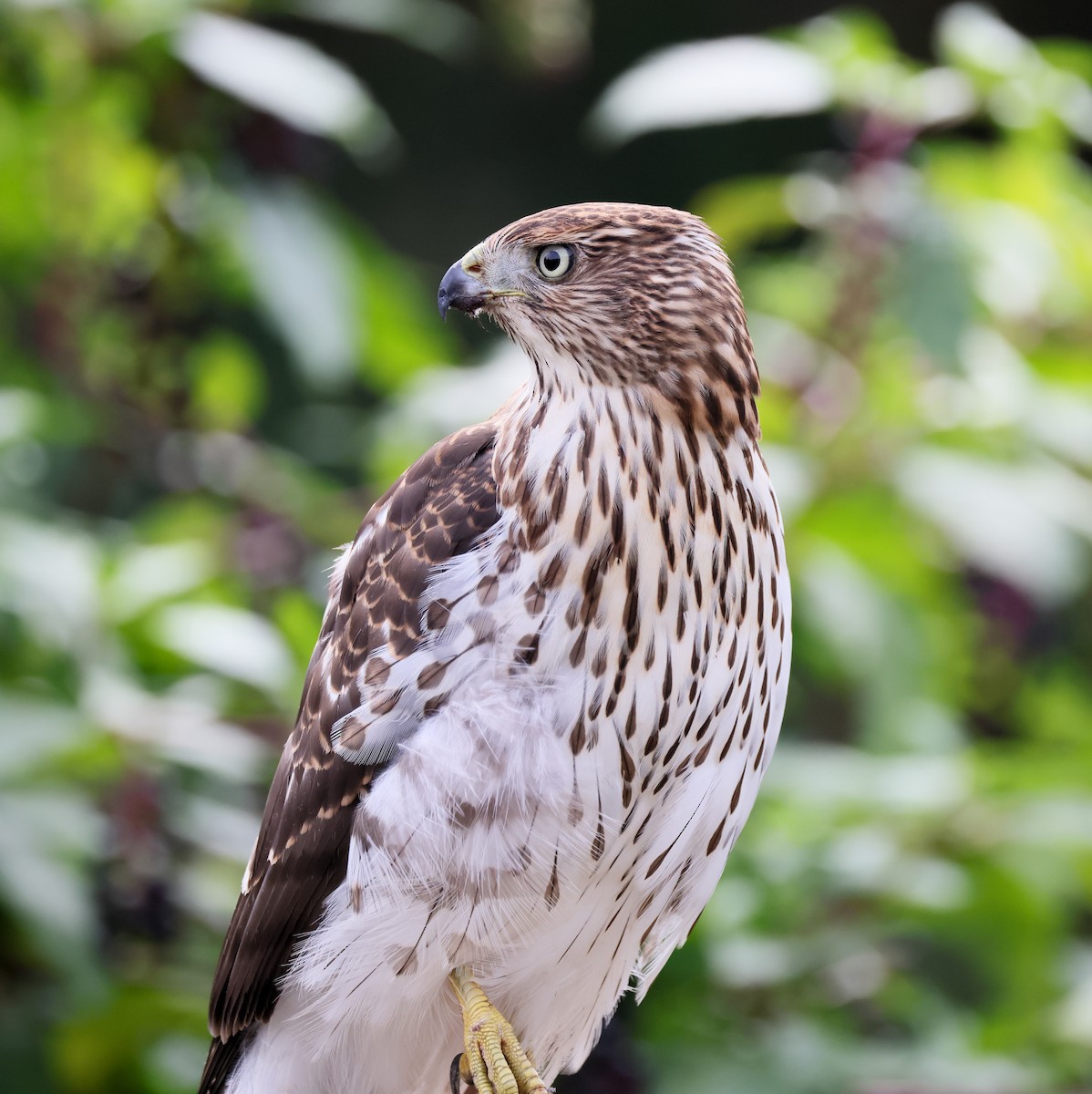 Cooper's Hawk - ML642892764
