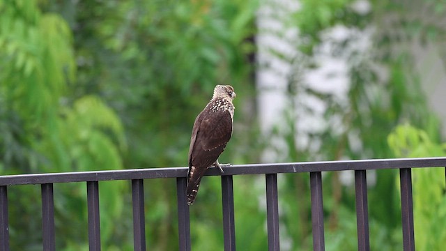 Yellow-headed Caracara - ML642892774