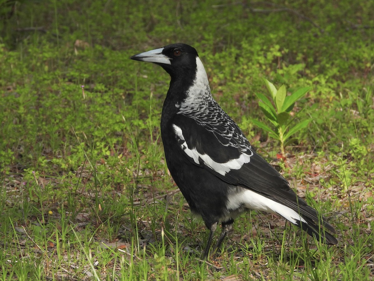 Australian Magpie - ML642892776
