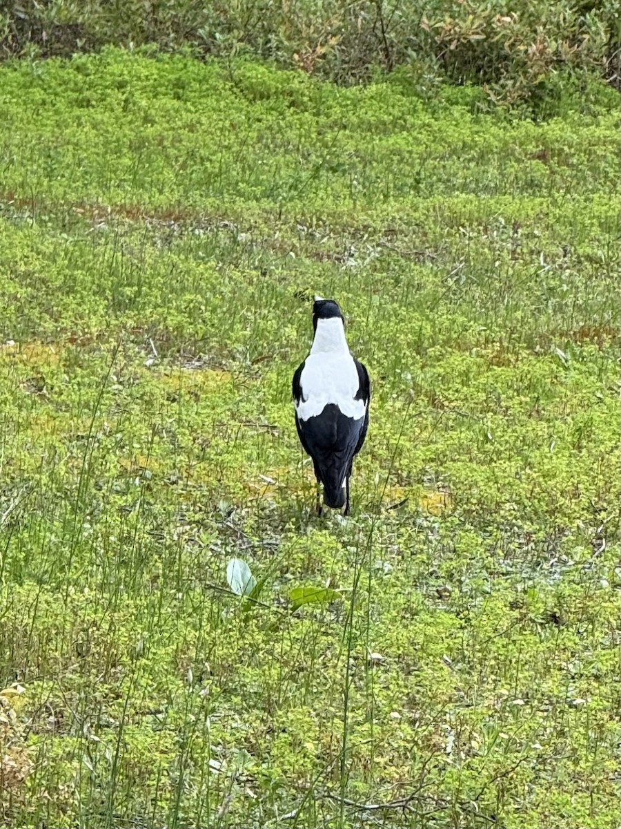 Australian Magpie - ML642892777