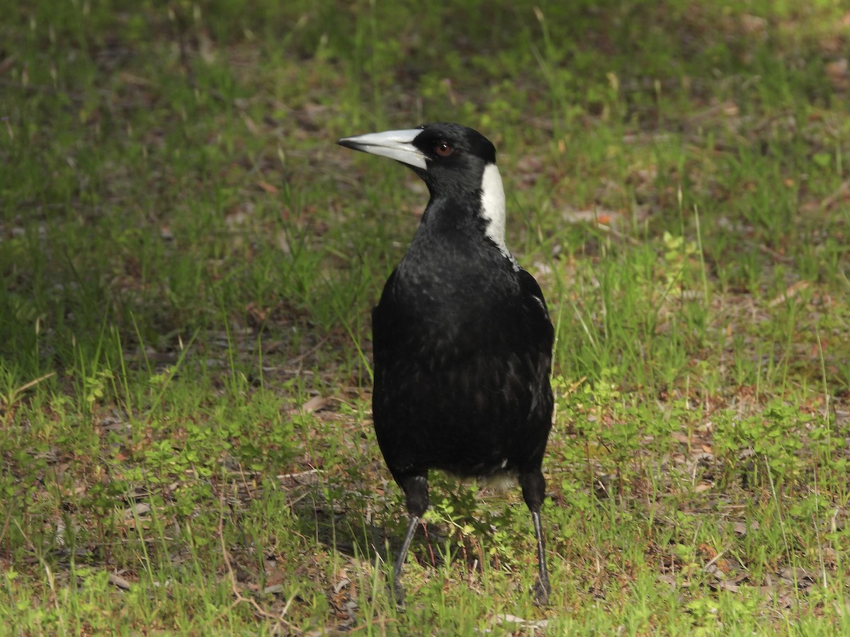 Australian Magpie - ML642892778