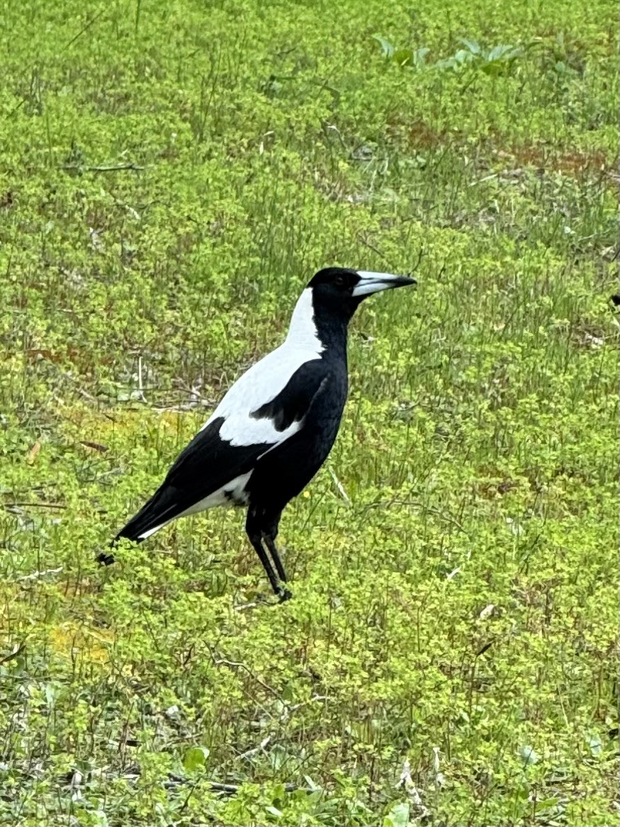 Australian Magpie - ML642892779