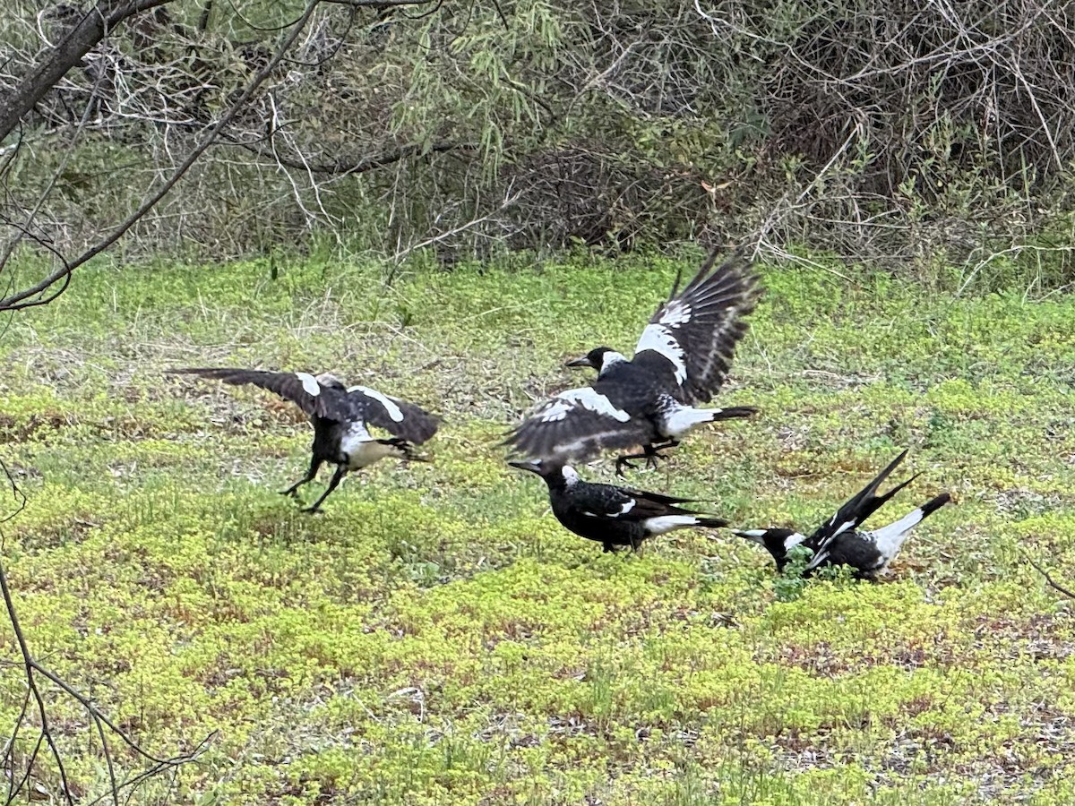 Australian Magpie - ML642892780
