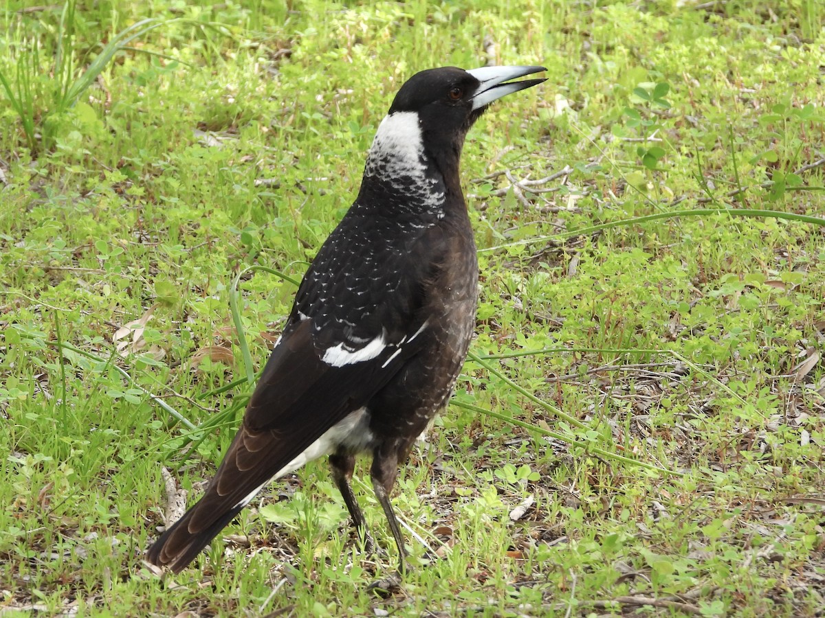 Australian Magpie - ML642892781