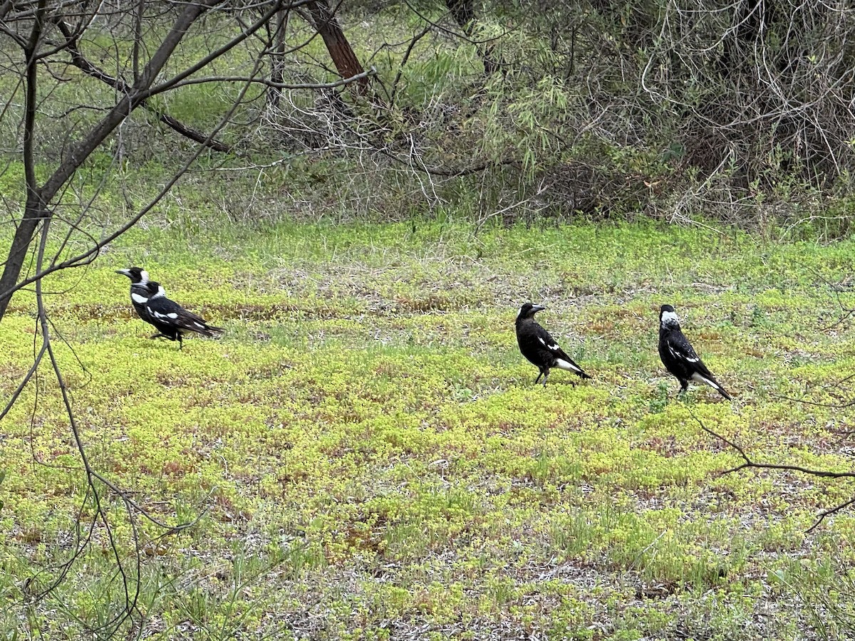 Australian Magpie - ML642892782