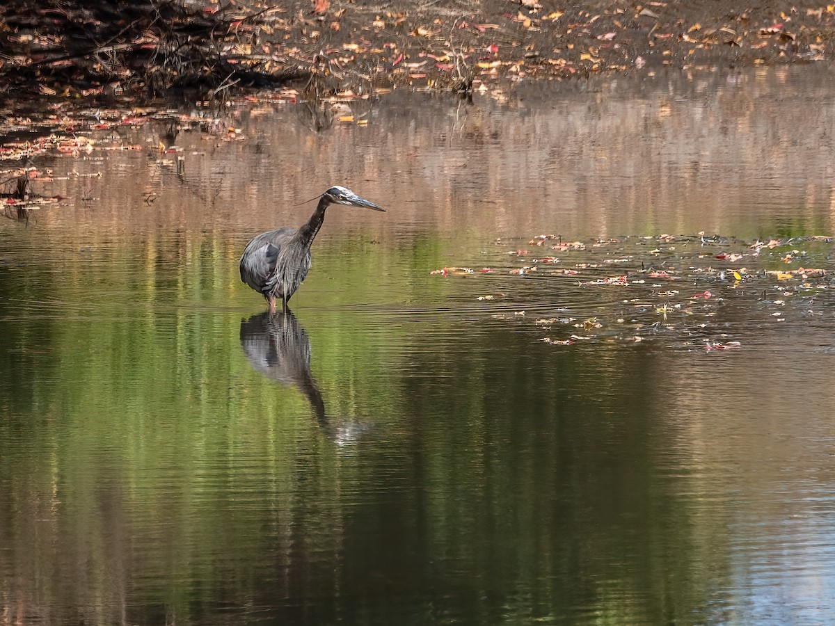 Great Blue Heron - ML642892783