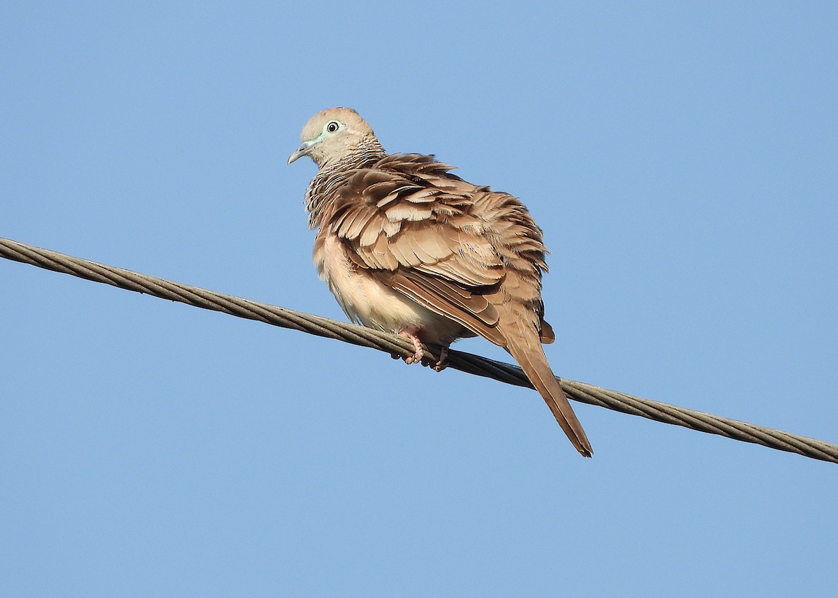 Peaceful Dove - ML642892784