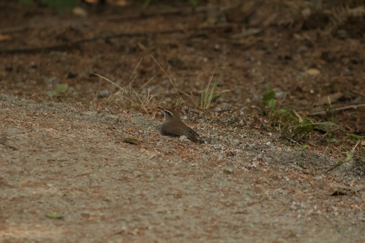 Bewick's Wren - ML642892785