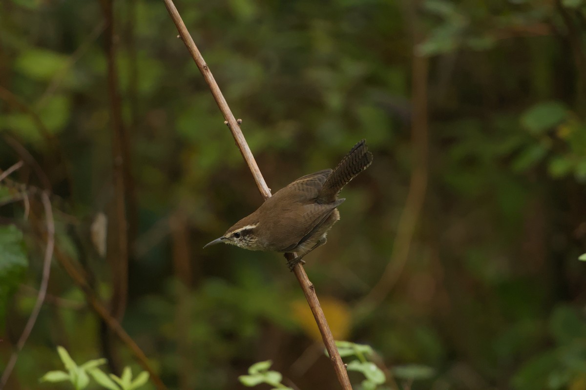Bewick's Wren - ML642892786