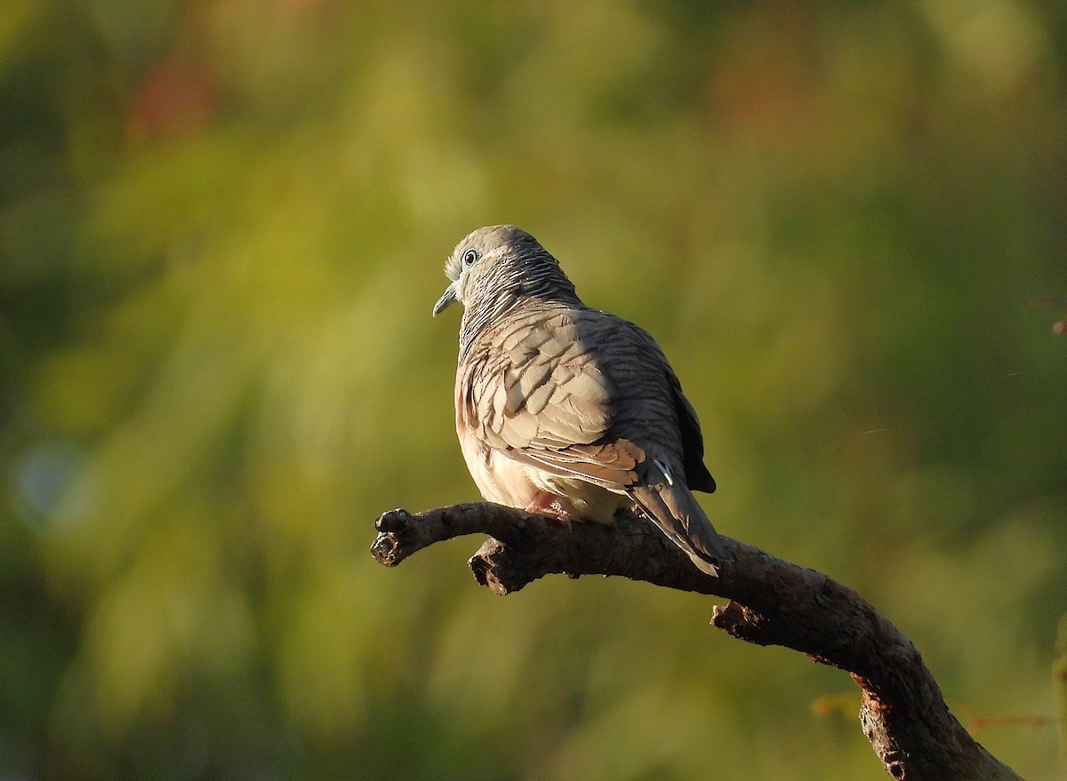 Peaceful Dove - ML642892787