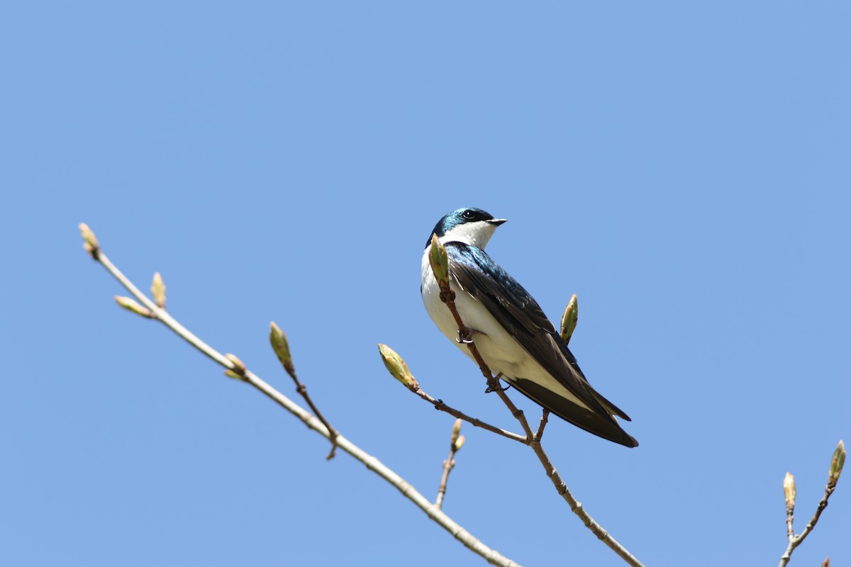 Tree Swallow - ML642892789