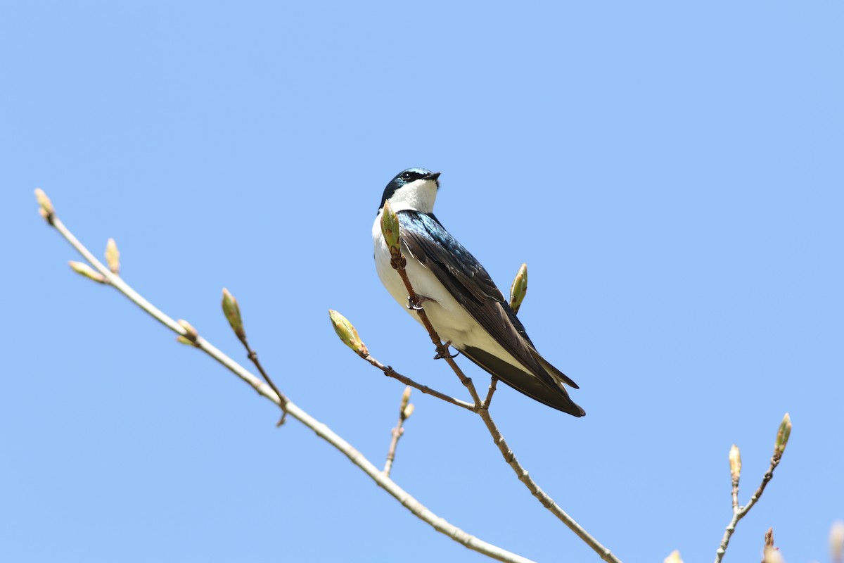 Tree Swallow - ML642892790