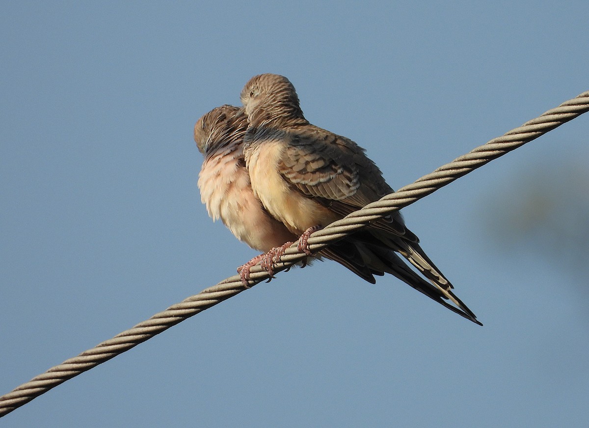 Peaceful Dove - ML642892793