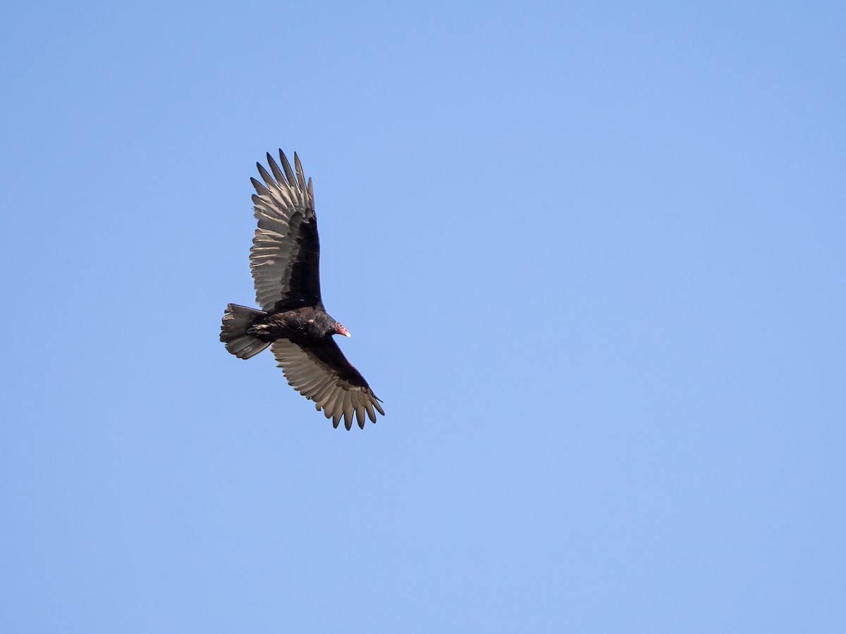 Turkey Vulture - ML642892794