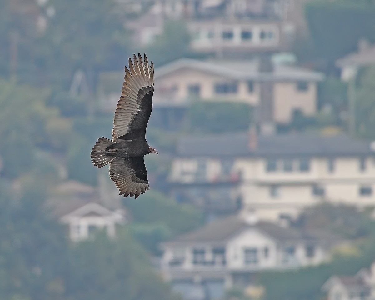 Turkey Vulture - ML642892802