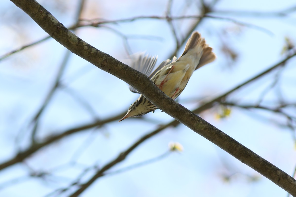 Louisiana Waterthrush - ML642892816
