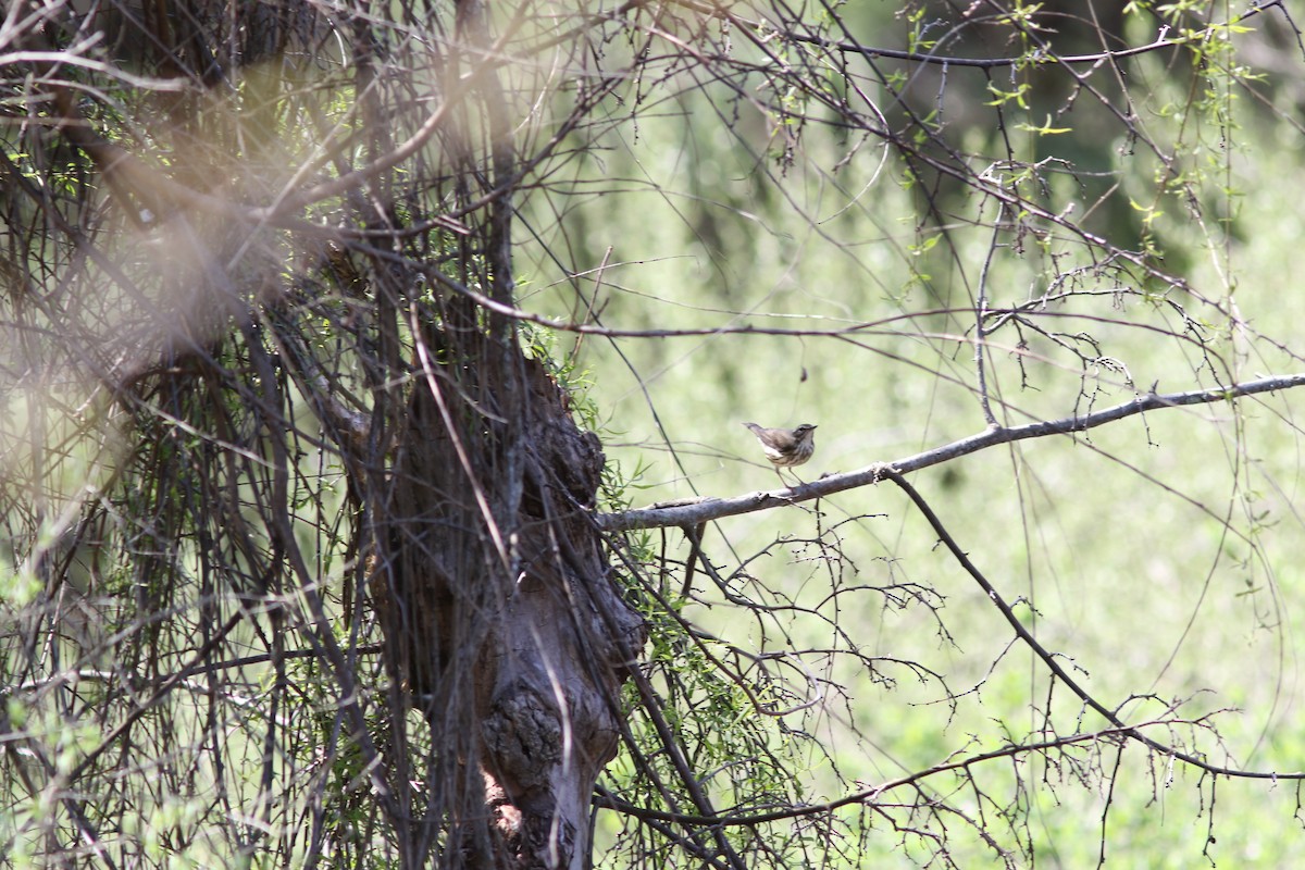 Louisiana Waterthrush - ML642892818