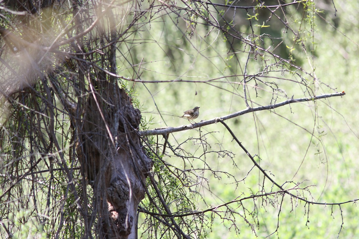 Louisiana Waterthrush - ML642892820