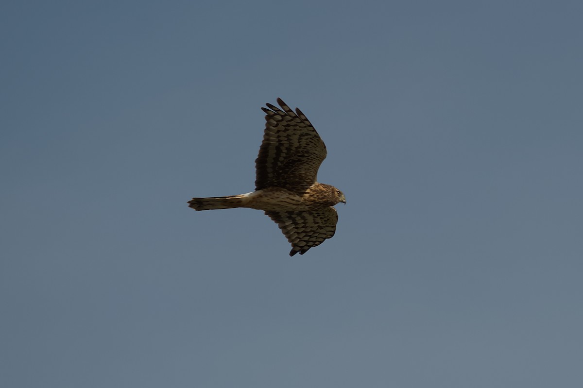 Accipitridae sp. (hawk sp.) - ML642892821