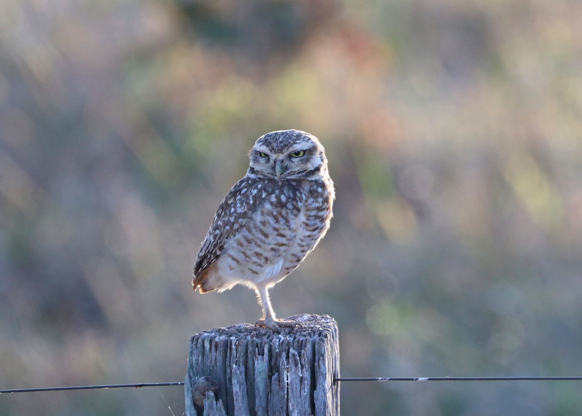 Burrowing Owl - ML642892833