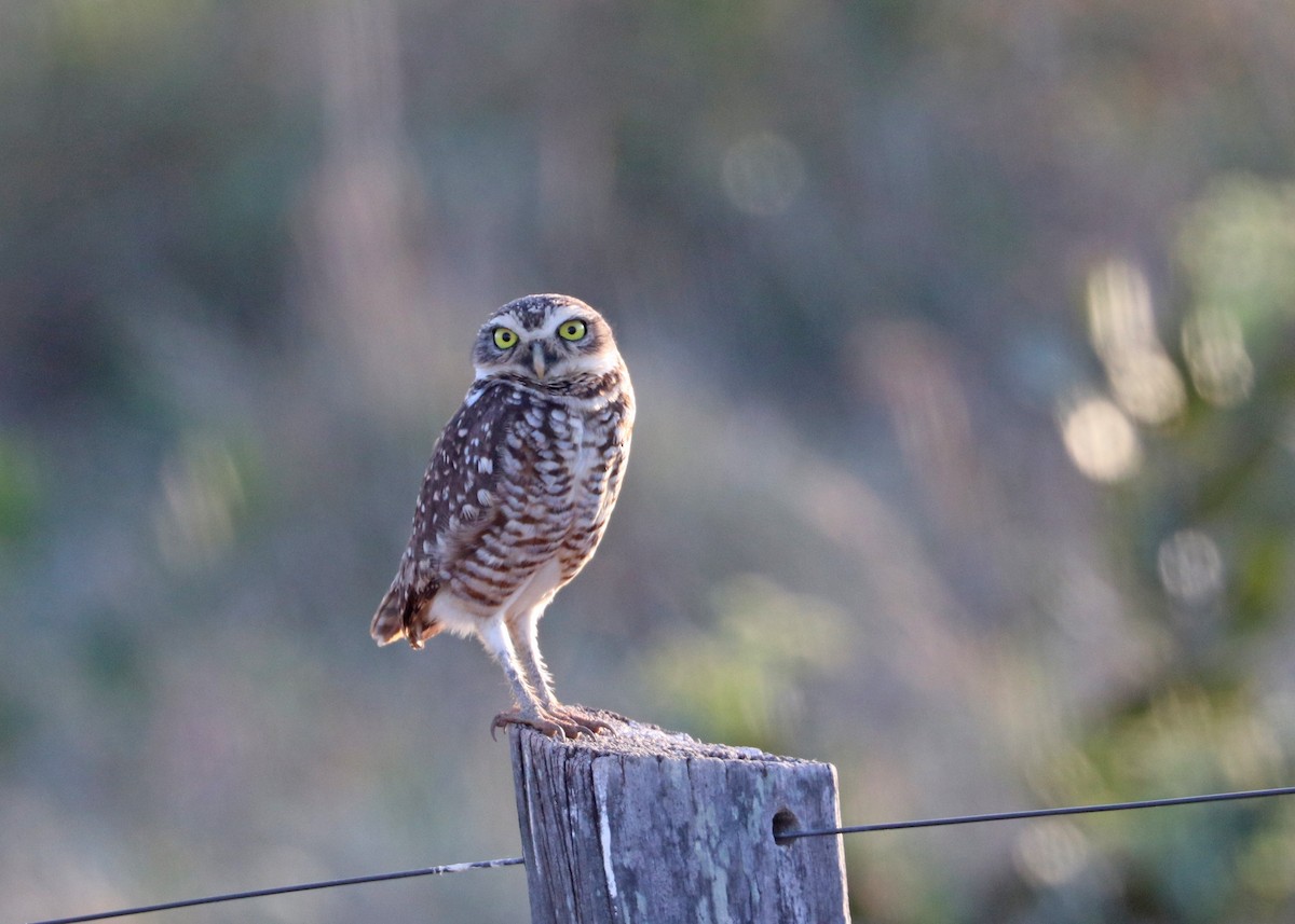 Burrowing Owl - ML642892834