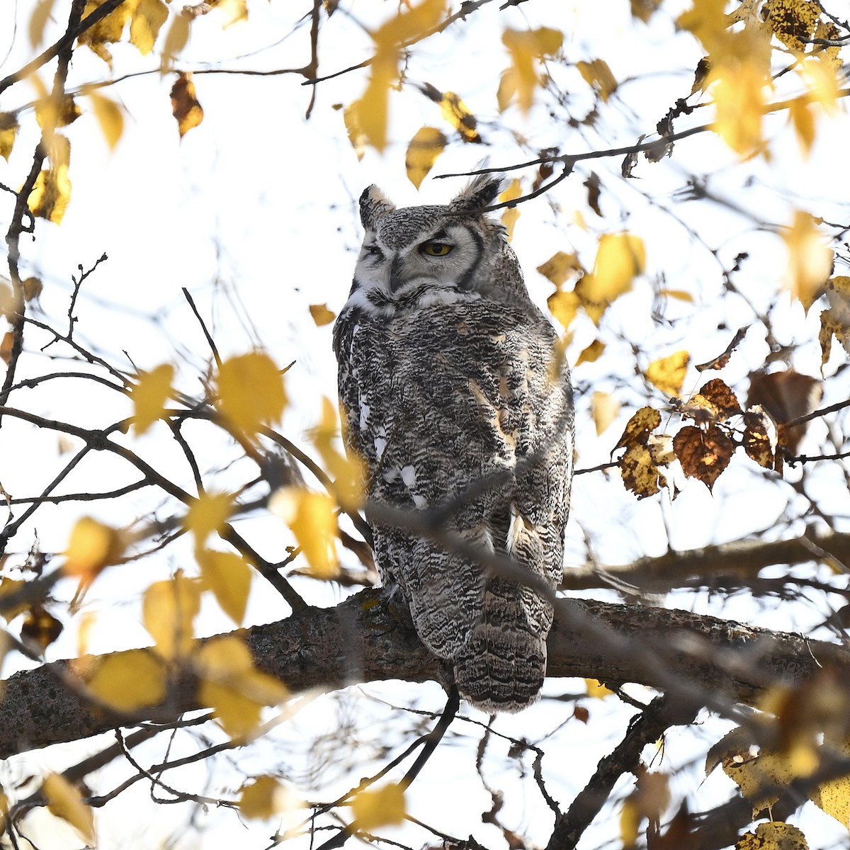 Great Horned Owl - ML642892840
