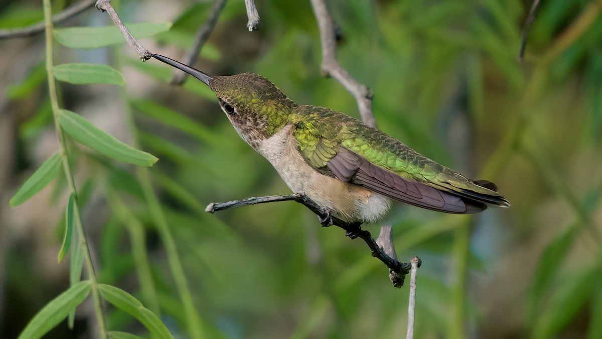 hummingbird sp. - ML642892844