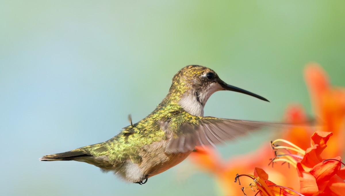 hummingbird sp. - ML642892848